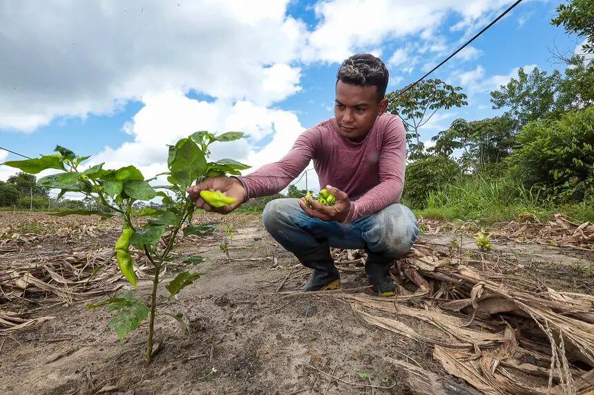 Foto: Alex Ribeiro/ Agência Pará