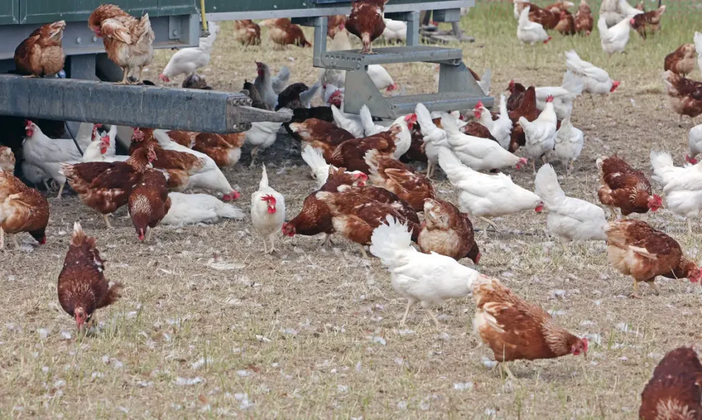 FOTO: IMAGO/GOTTFRIED CZEPLUCH